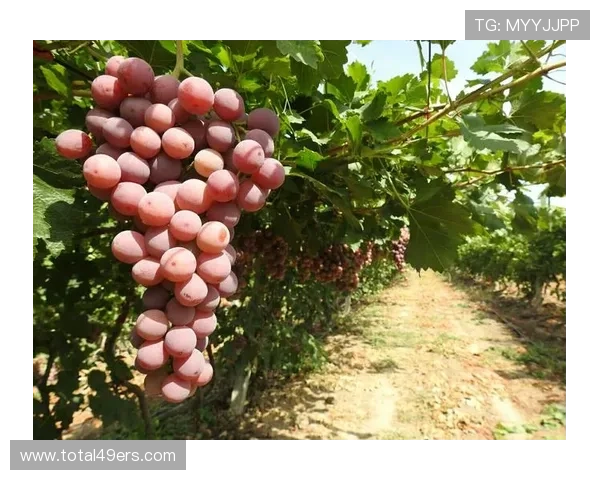 八戒体育注册流程与新手入门指南，轻松开启体育娱乐之旅